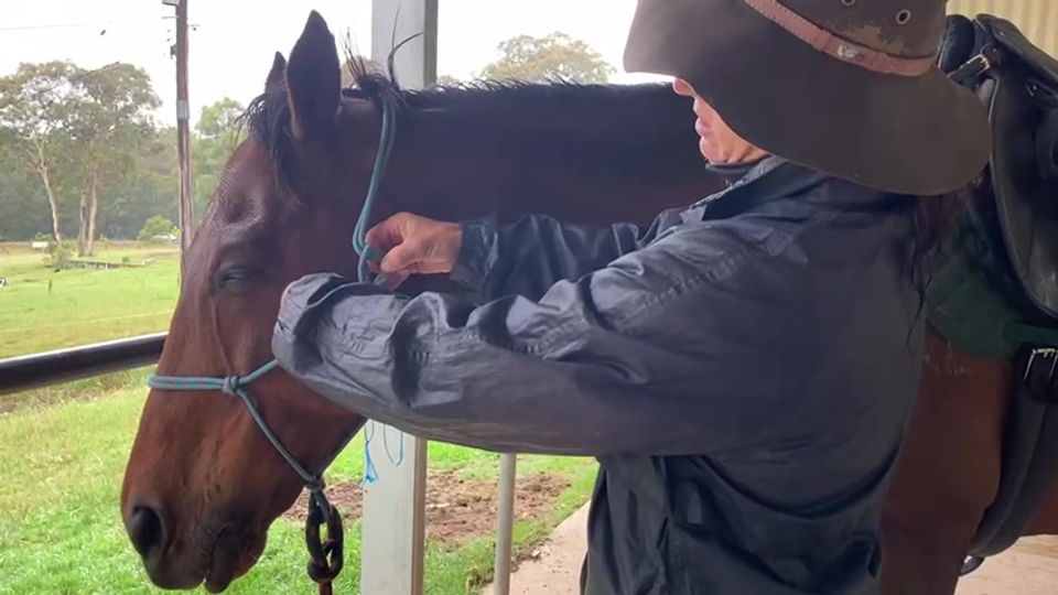 How to Halter your horse